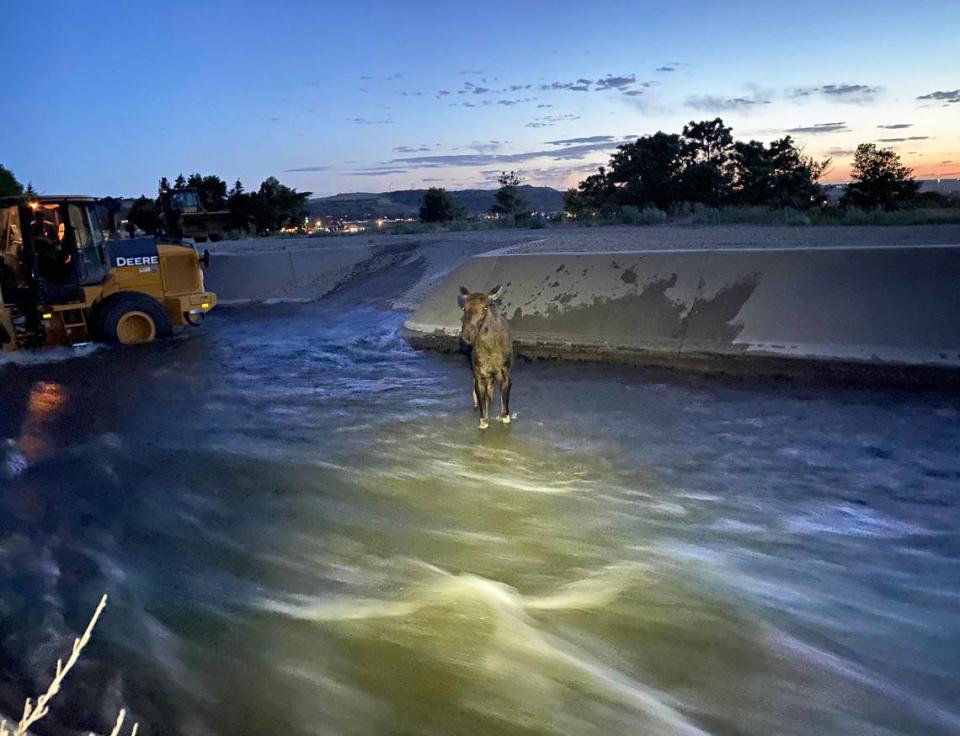 Freed moose standing in canal