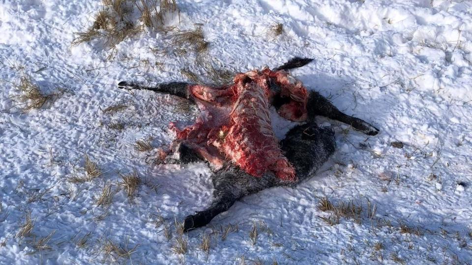 This photo shows the remains of a 500-pound cow reported to have been killed by a wolf or wolves near Walden, Colorado.