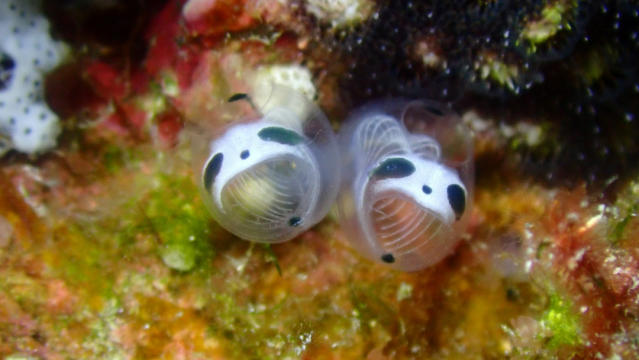 日本網路話題生物「骸骨熊貓海鞘」 確定為新品種、學名含意真如外型