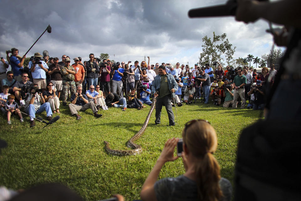 Image: A Burmese python is held by Jeff Fobb as he speaks to hunters and the media at the registration event and press conference for the start of the 2013 Python Challenge on January 12, 2013 in Davie, Florida. (Joe Raedle / Getty Images file)
