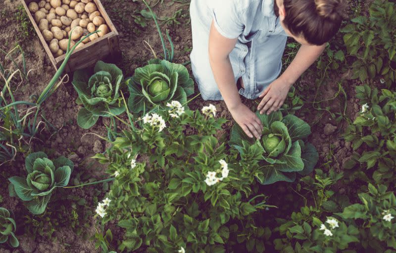 Was ist veganes Gärtnern? [Foto: Getty]