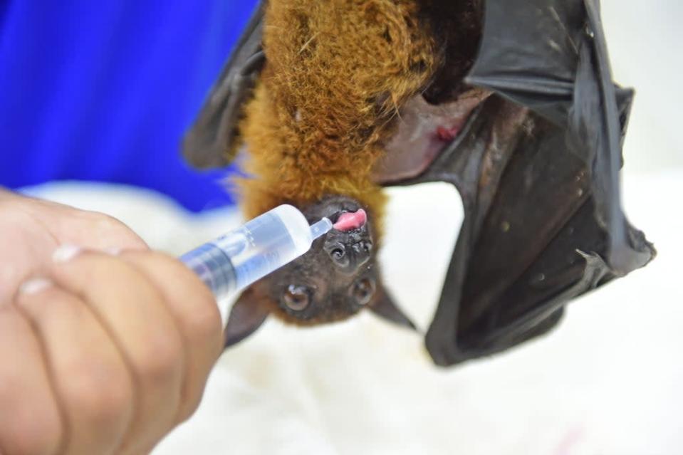 In this picture taken on 3 May 2022, Shervin Everett (not pictured), a hospital curator, feeds an Indian Flying Fox bat at Jivdaya Charitable Trust in Ahmedabad (Getty Images)