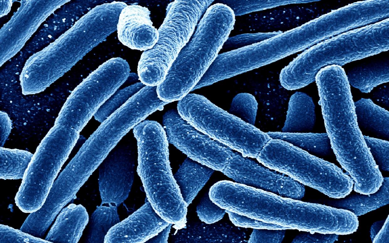 E.coli