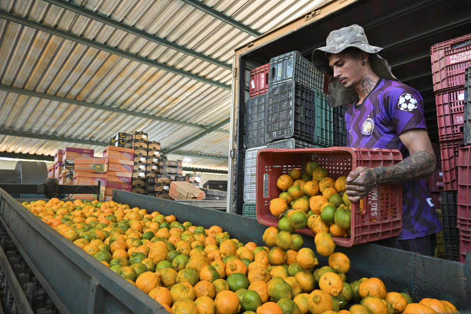 PIEDADE DOS GERAIS, BRAZIL - JUNE 6: A worker at a citrus fruit farm separates the tangerines for sale on June 6, 2024 in Piedade dos Gerais, in Minas Gerais State, Brazil. Citrus industry faces a crisis in Brazil as trees in different plantations suffer from an incurable disease known as 'greening'. According to the growers, Brazil will reduce its production a 24% this year, marking the third difficult global harvest in a row. (Photo by Pedro Vilela/Getty Images)