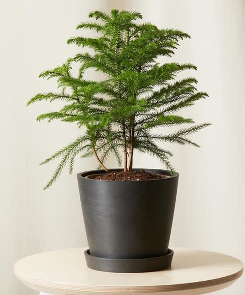 <p><a href="https://bloomscape.com/product/tabletop-norfolk-pine/" rel="nofollow noopener" target="_blank" data-ylk="slk:Shop Now;elm:context_link;itc:0;sec:content-canvas" class="link ">Shop Now</a></p><p>Tabletop Norfolk Pine</p><p>bloomscape.com</p><p>$69.00</p>