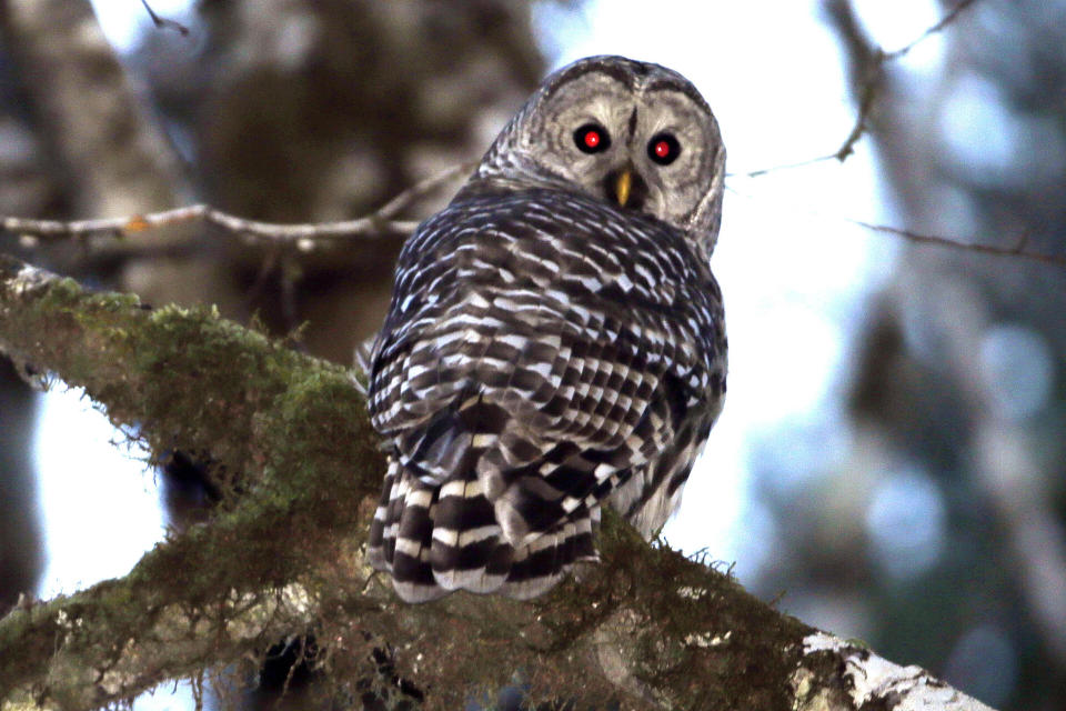 FILE - A barred owl is shown in the woods outside Philomath, Ore., Dec. 13, 2017. On April 6, 2023, the New Jersey Department of Environmental Protection issued a violation notice against one of its own sub-divisions accusing it of wrongly clearing 15 acres of a wildlife management area in southwestern New Jersey. The work was designed to create habitat for the American woodcock, but wound up destroying habitat for the barred owl, which is threatened, and the red-shouldered hawk, which is endangered. (AP Photo/Don Ryan, File)