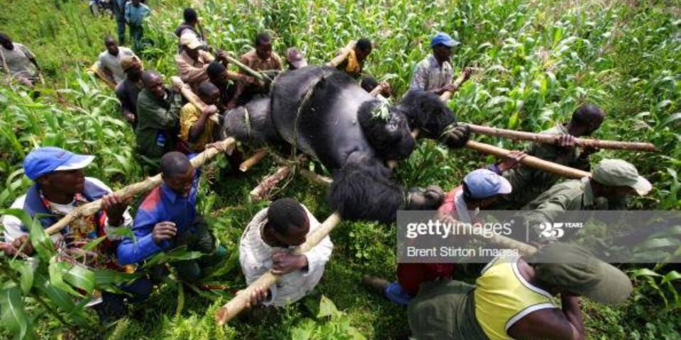 Conservation rangers from an anti-poaching unit work with locals to evacuate the bodies of four mountain gorillas killed in mysterious circumstances in the park, July 24, 2007, Virunga National Park, Eastern Congo. Photo: Brent Stirton/Edit by Getty Images <br>