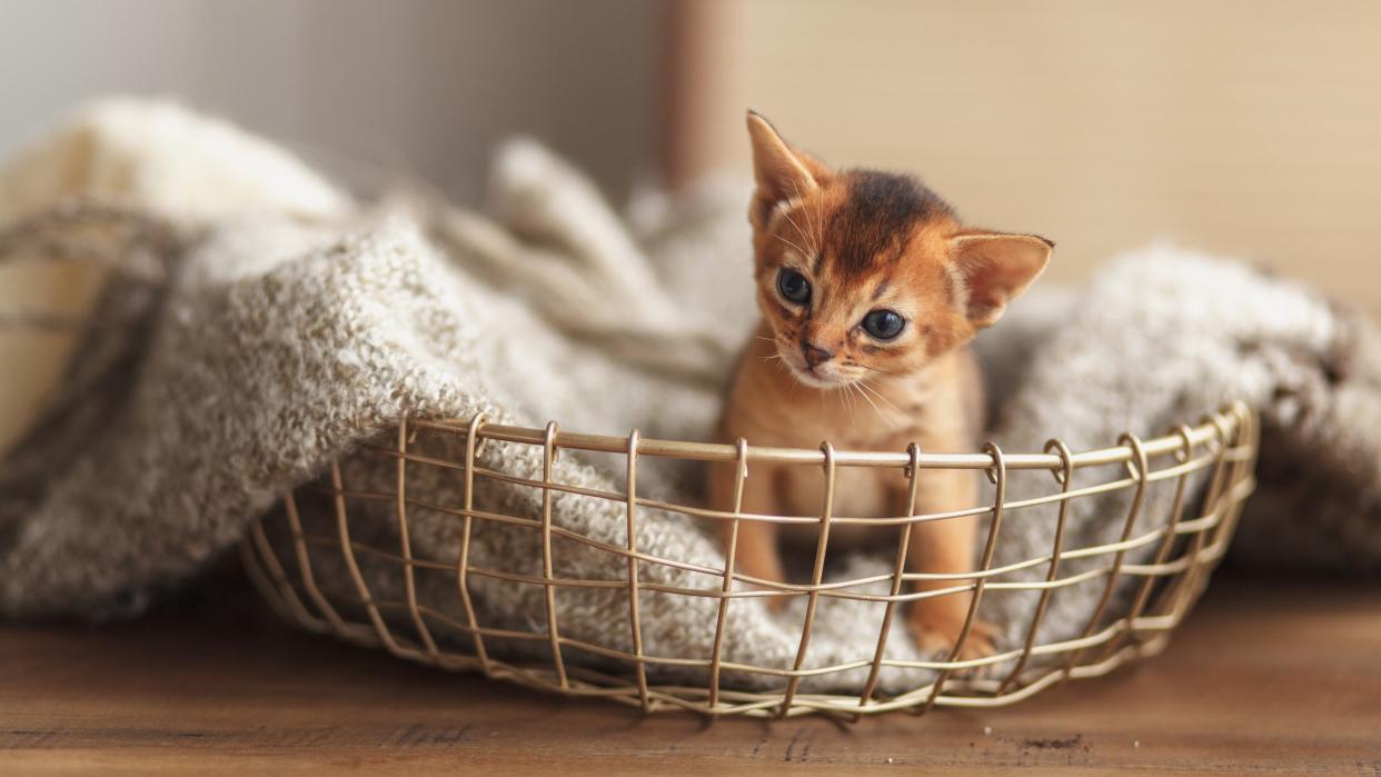  Ginger kitten in a basket. 