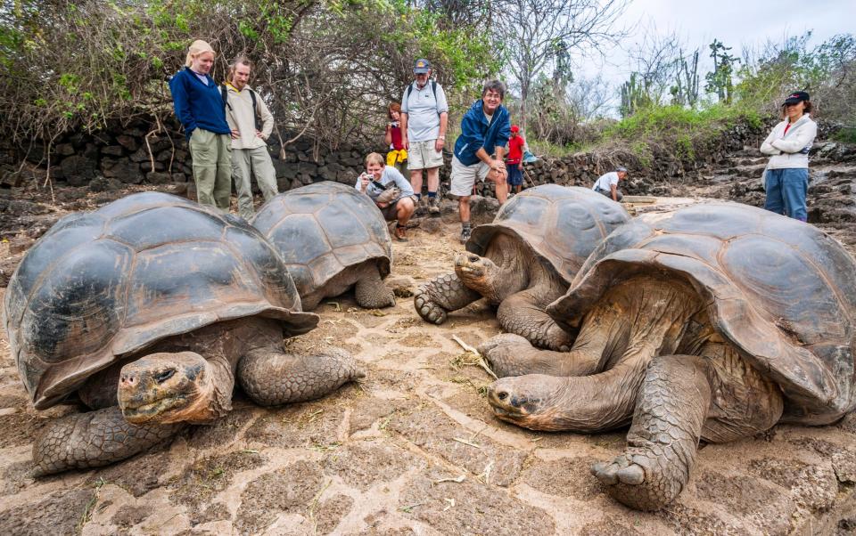 Giant tortoises in the Galapagos