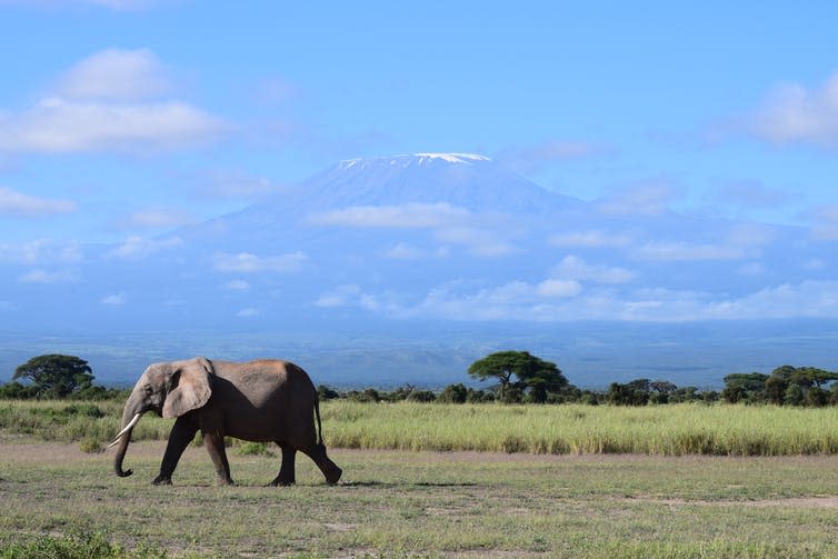 <span class="caption">In Amboseli, Kenya, elephants share over 80% of their range with livestock and crop farmers.</span> <span class="attribution"><span class="source">Vicky Boult</span>, <span class="license">Author provided</span></span>