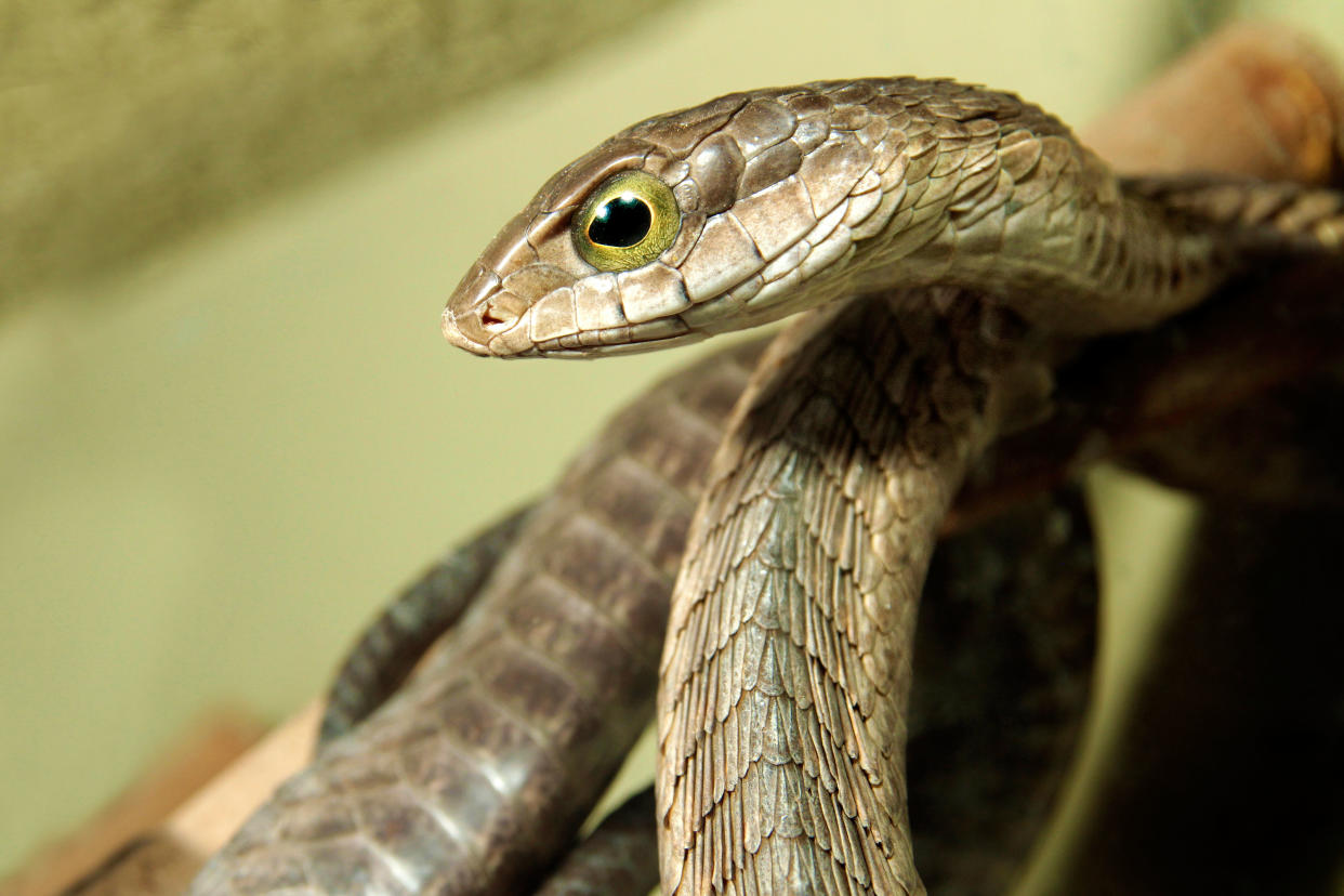 The boomslang snake