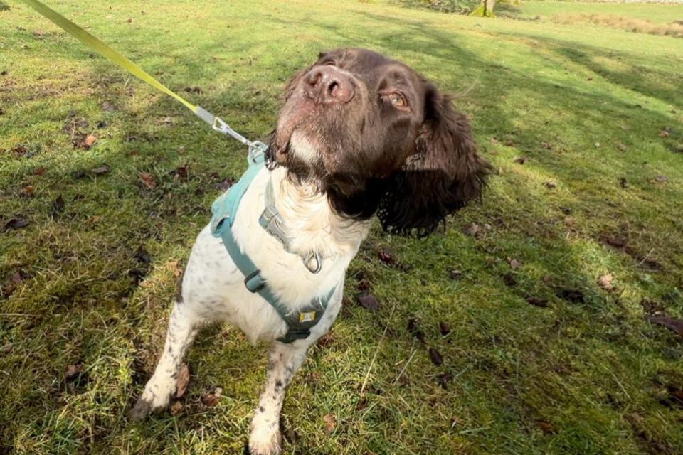 The National: Leak detection dog Kilo is one of four on the team used by Scottish Water
