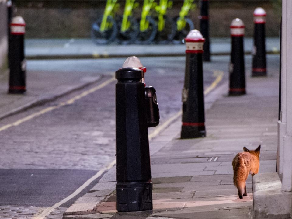 coronavirus london wild fox