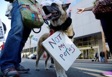 A dog is seen carryogn a sign during a march and rally against the United States President-elect Donald Trump in Los Angeles, California, U.S., December 18, 2016.REUTERS/Kevork Djansezian