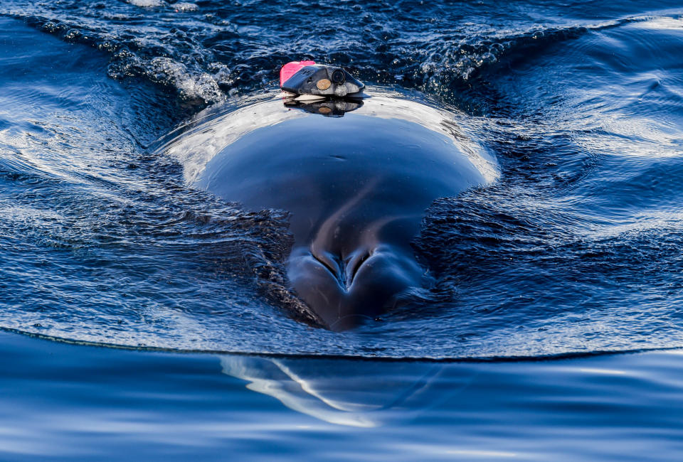 A minke whale tagged by the research team off the coast of Antarctica (Ari Friedlaender, University of California, Santa Cruz/PA)