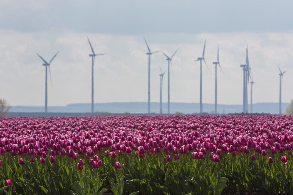 Tulip Fields Blossom Near Magdeburg