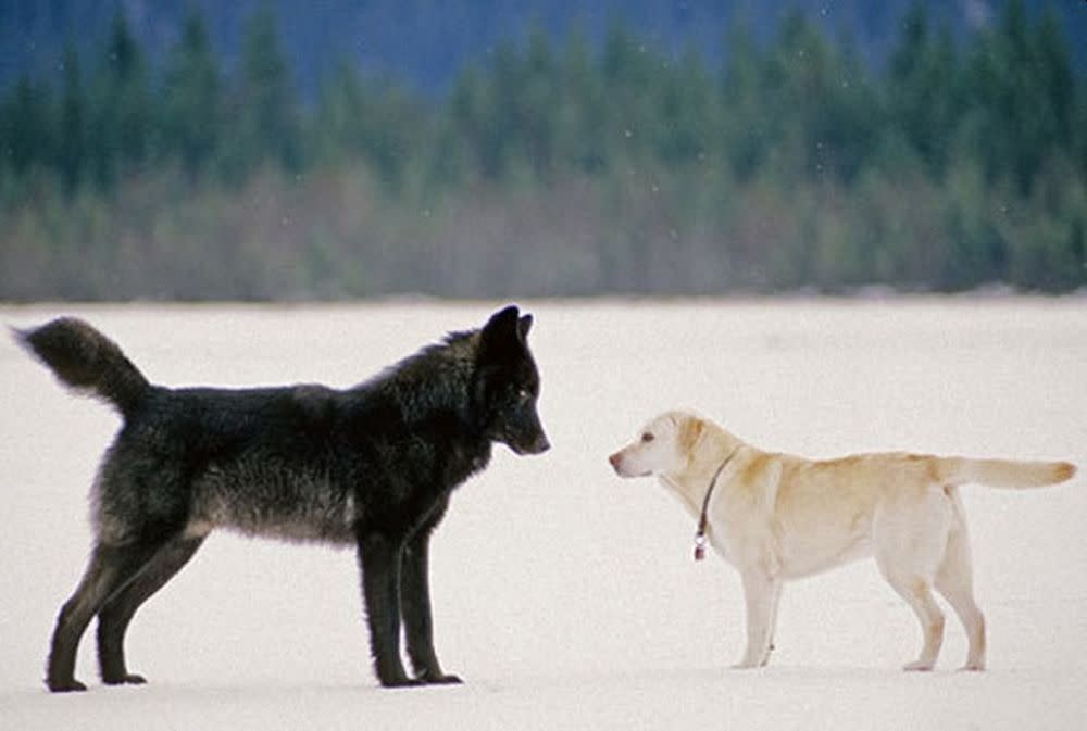 Es una pregunta recurrente: ¿Son los perros más inteligentes que los lobos?