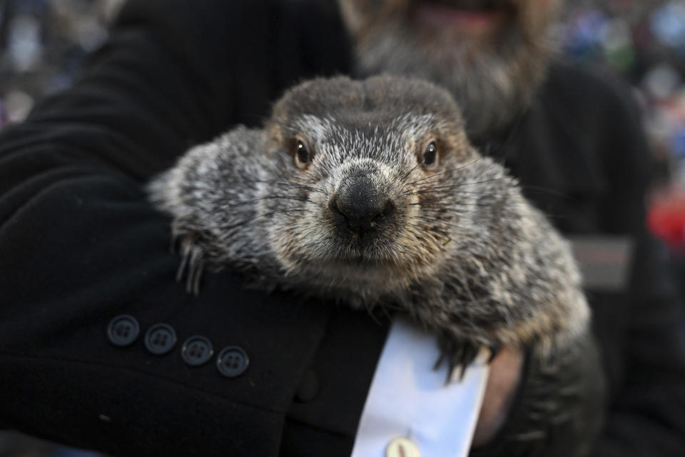 Groundhog Club handler A.J. Dereume holds Punxsutawney Phil, the weather prognosticating groundhog, during the 137th celebration of Groundhog Day on Gobbler's Knob in Punxsutawney, Pa., Thursday, Feb. 2, 2023. Phil's handlers said that the groundhog has forecast six more weeks of winter. (AP Photo/Barry Reeger)