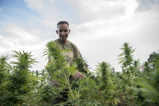 Morocco has long been a leading producer and exporter of hashish -- refined cannabis resin -- even though the production, sale and consumption of drugs is illegal in the country