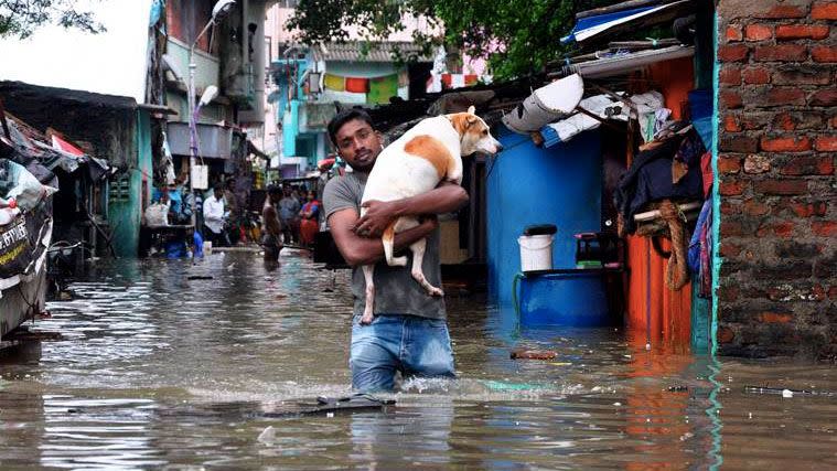 A man carries his dog through thigh-deep water in Chennai. Photo: AP Photo