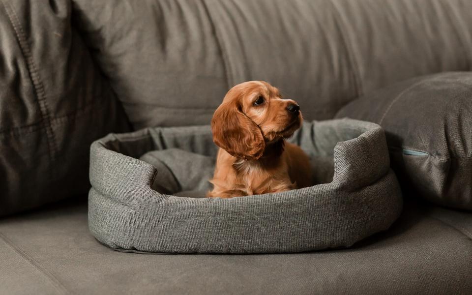 A study found that pet beds were some of the germiest sites in the home