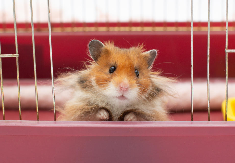 Ein Hamster in einem Käfig