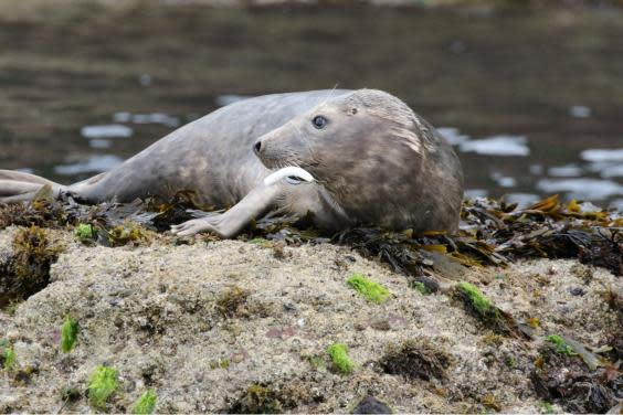 The seal was photographed on rocks (Rob Hughes / SWNS)