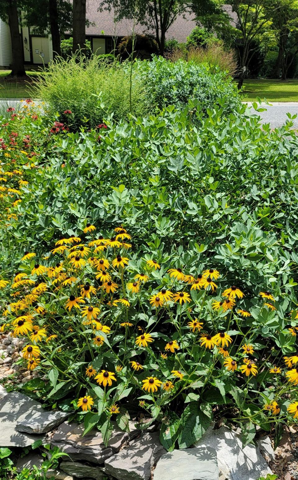 This native plant bed created by Kent County Master Gardener program member Kathy Doyle in Dover includes, from front to back, brown-eyed Susan, blue false indigo, bee balm, Adam's needle and "fireworks" goldenrod, to attract and feed bees, butterflies and birds.