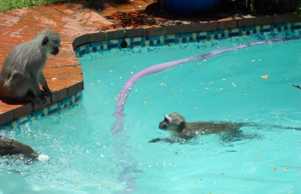 Monkeys sneak into woman's backyard and have a pool party