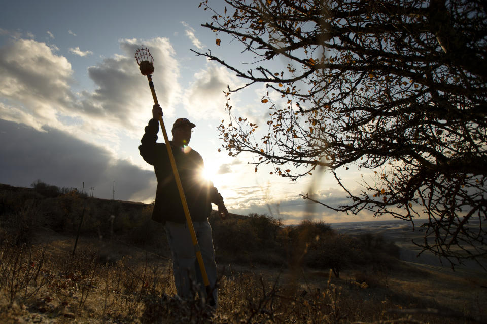 In this Oct. 28, 2019, photo, amateur botanist David Benscoter, of The Lost Apple Project, holds a pole picker as he stands near an apple tree in an orchard in the Steptoe Butte area near Colfax, Wash. Benscoter and fellow botanist E.J. Brandt have rediscovered at least 13 long-lost apple varieties in homestead orchards, remote canyons and windswept fields in eastern Washington and northern Idaho that had previously been thought to be extinct. (AP Photo/Ted S. Warren)