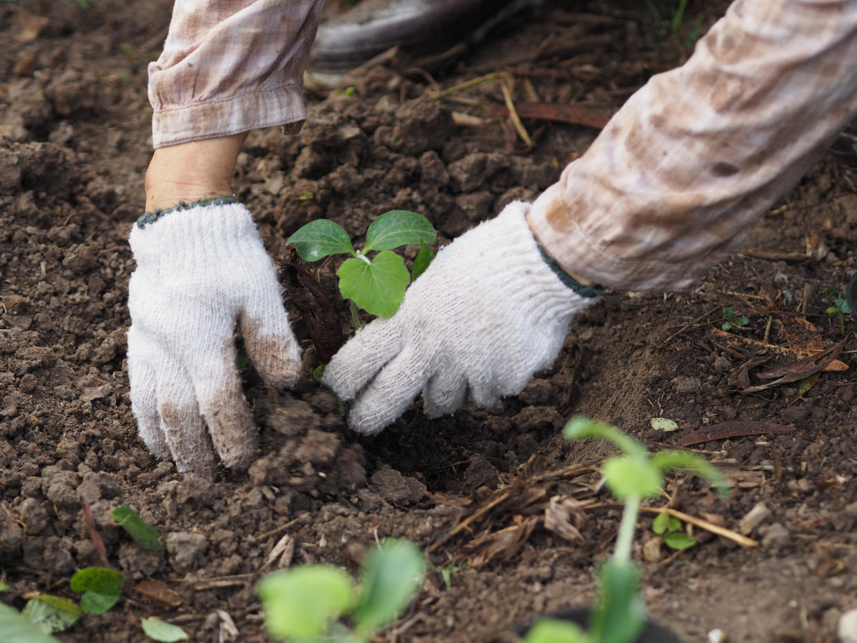 hand woman planting a tree in the ground, little green tree, Home Hardware is having a massive sale on gardening and lawn care essentials (Getty) 