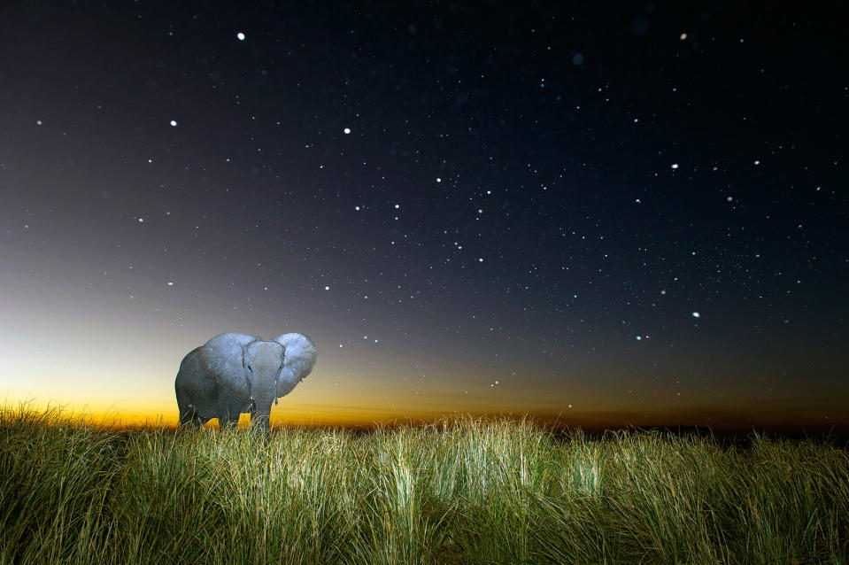 Midnight safari: Wild animals gather under a full moon