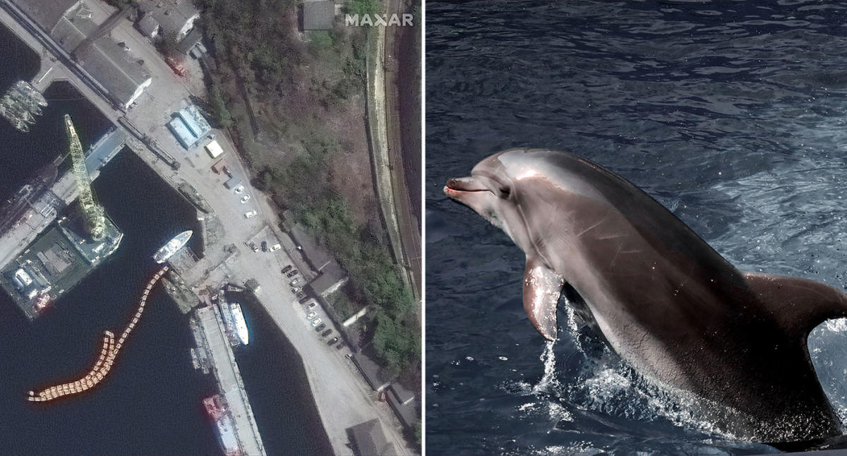 Trained Russian Navy Dolphins are Protecting Black Sea Naval Base,  Satellite Photos Show - USNI News