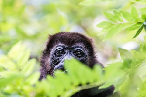 A howler monkey - Credit: GETTY