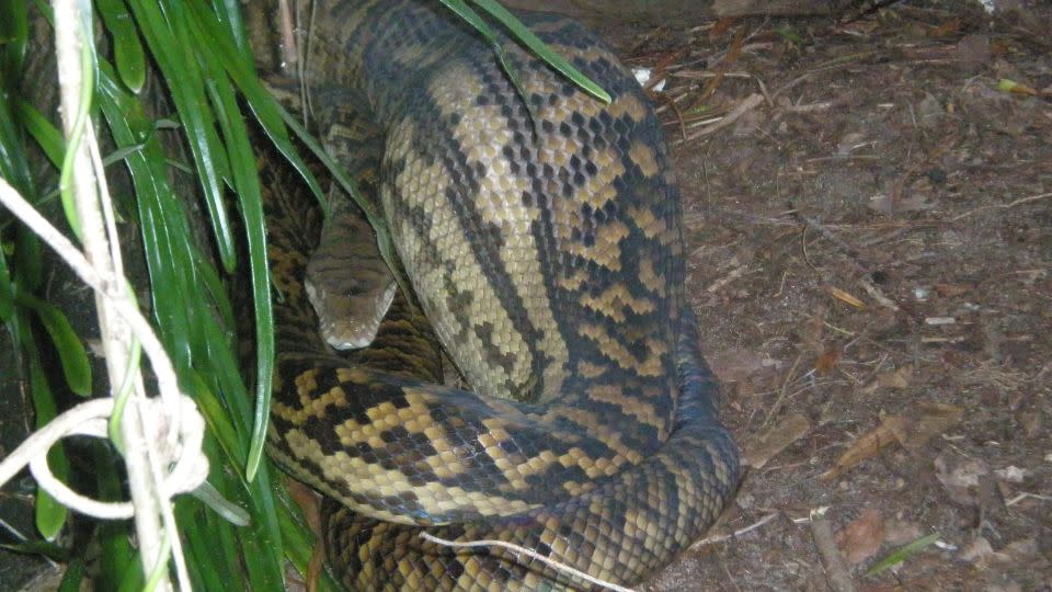 An enormous python was recently spotted at the course. - Half Moon Bay Golf Club