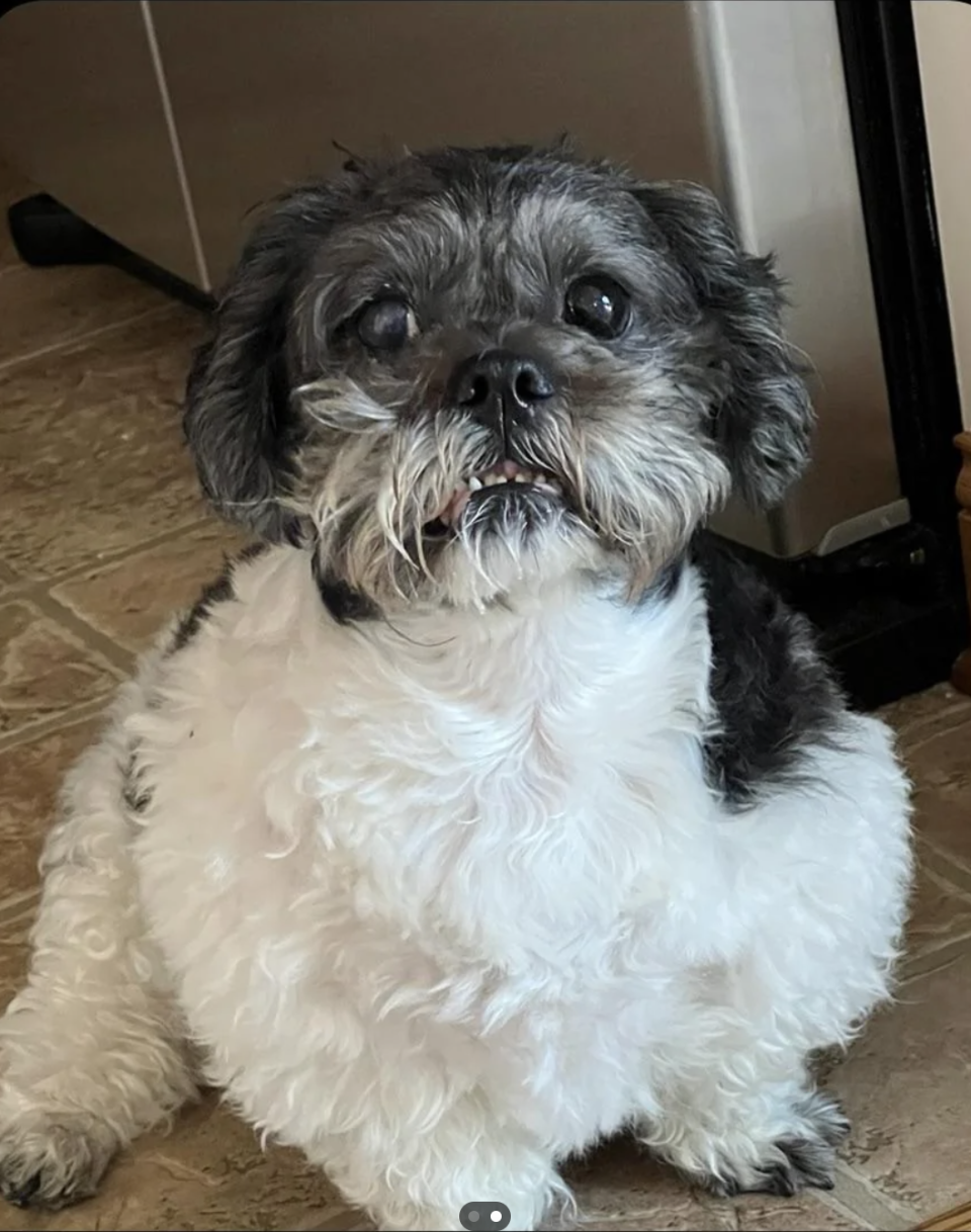 Small shaggy dog sitting indoors with a focused expression