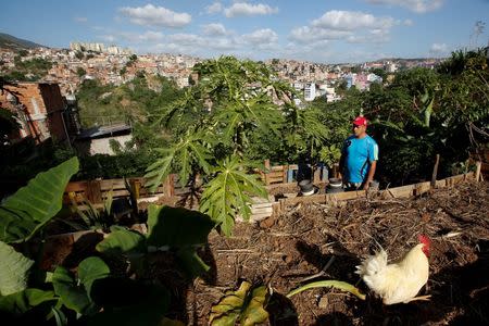 Alirio Ovalles walks at his family urban garden in Caracas, Venezuela June 27, 2016. Picture taken June 27, 2016. REUTERS/Mariana Bazo