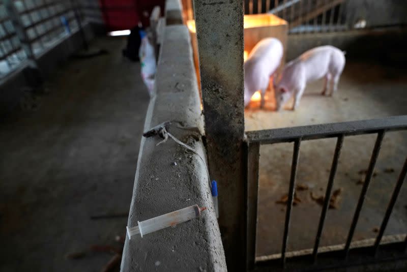 A used syringe is placed next to the two surviving pigs, in a pigpen at a village in Henan province