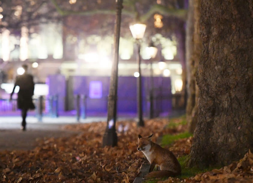 Ein in der Stadt lebender Fuchs läuft an einem Einkaufszentrum im Stadtkern Londons vorbei. (Bild: Toby Melville/Reuters)