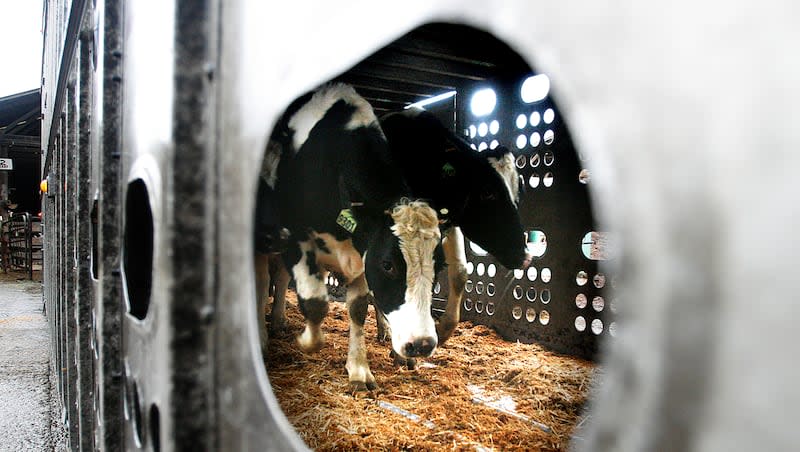 Holstein heifers are loaded into trucks at a dairy in Oregon on Jan. 21, 2011. Dairy cattle moving between states must be tested for the bird flu virus, U.S. agriculture officials said Wednesday, April 24, 2024, as they try to track and control the growing outbreak.