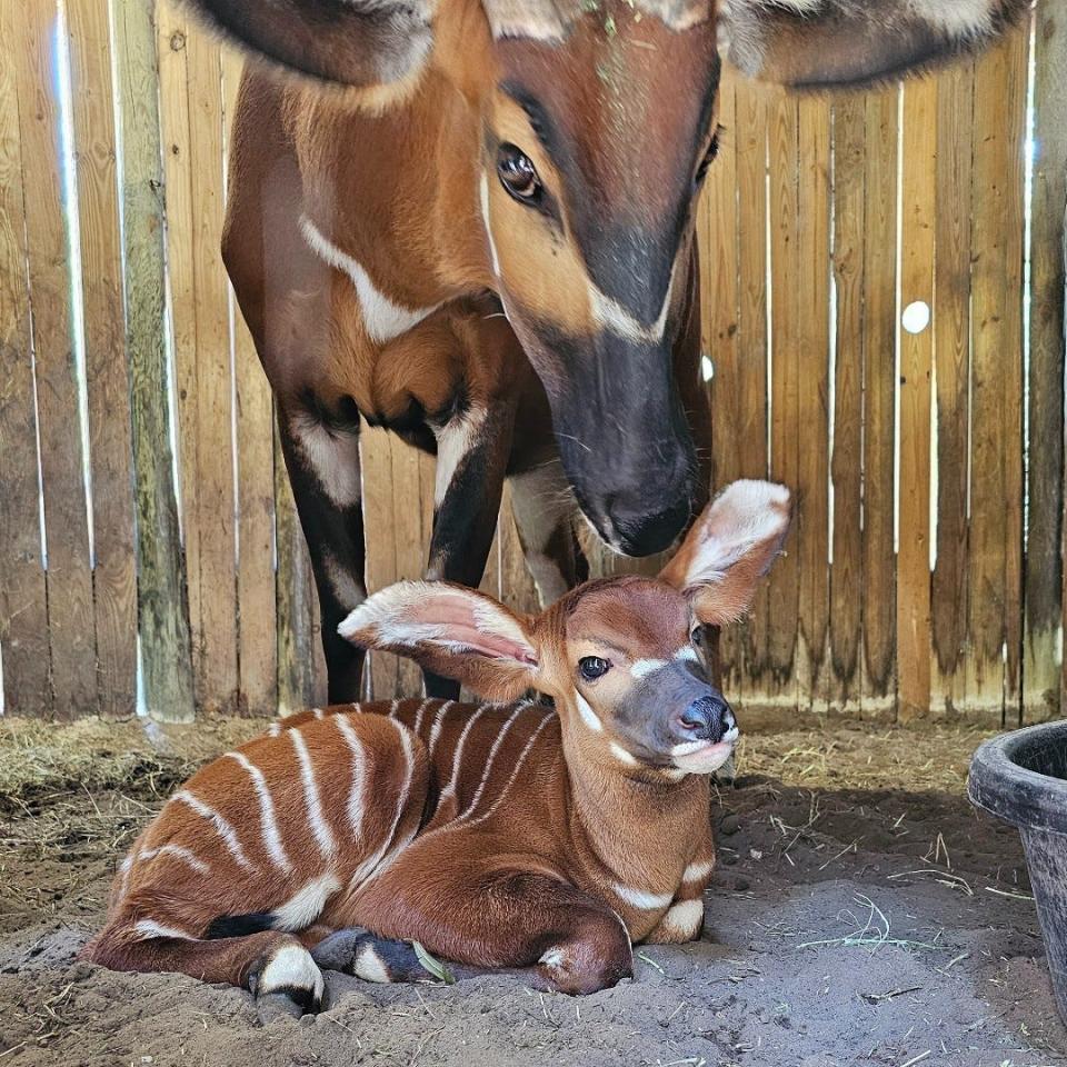 Bongo mother Shimba nuzzles her new calf at the Jacksonville Zoo. The calf, born April 20, is part of an endangered antelope species native to Kenya.