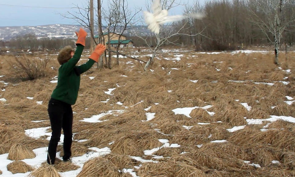 This photo provided by The Raptor Center at the University of Minnesota shows Julia Ponder, D.V.M., executive director of The Raptor Center at the University of Minnesota, releasing a snowy owl Saturday April 19, 2014, just outside of Superior, Wis. (AP Photo/The Raptor Center at the University of Minnesota)