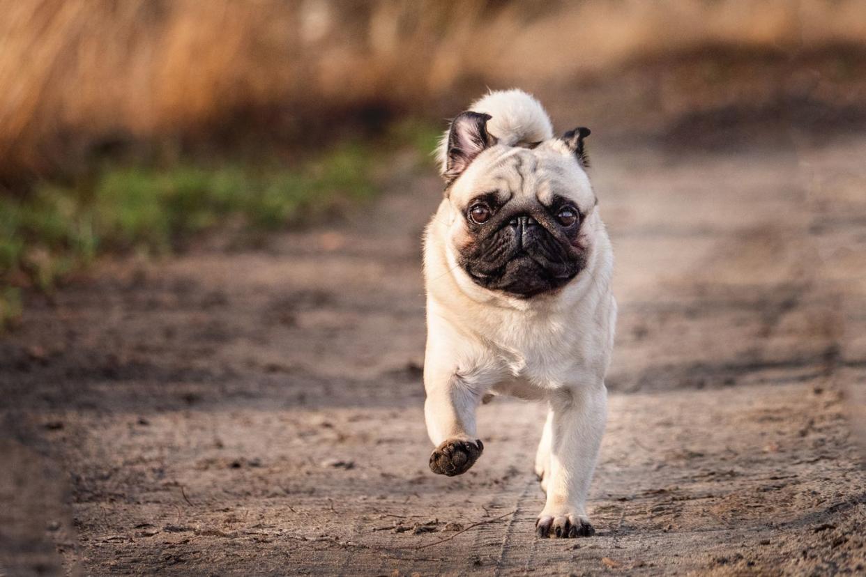 best small dog breeds pug