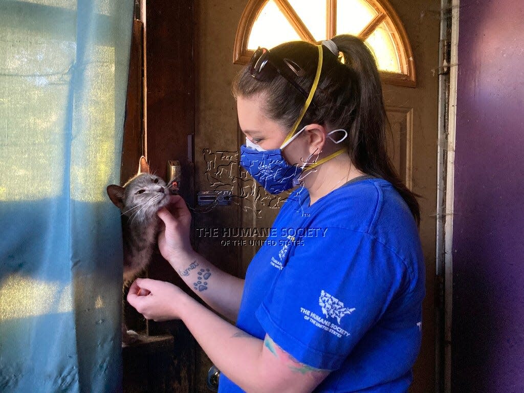 The Humane Society of the United States - on Oct. 19, 2021 - assisted Muncie authorities in rescuing dozens of cats from "an alleged severe neglect situation" at a house along West Main Street.
