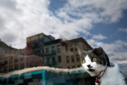FILE PHOTO: A cat looks out a window at a cat cafe in New York April 23, 2014.    REUTERS/Carlo Allegri/File Photo