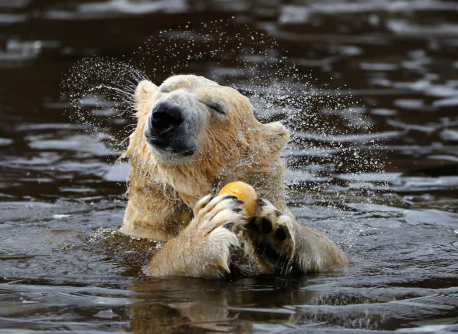 <p>Walker, ein siebenjähriger Eisbär, schüttelt Wasser aus seinem Pelz, während er in einem eisigen Teich im Highland Wildlife Park in Kincraig, Schottland, badet. (Bild: Russell Cheyne/Reuters) </p>