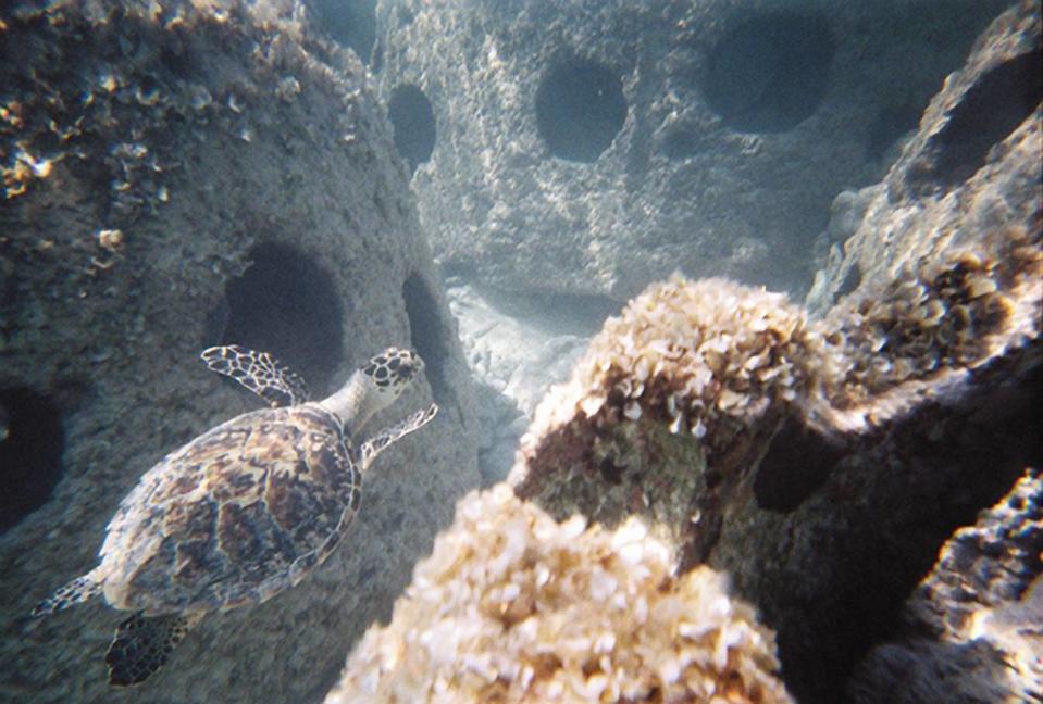 A baby turtle swims through a collection of recently placed reef balls at an artificial reef site.