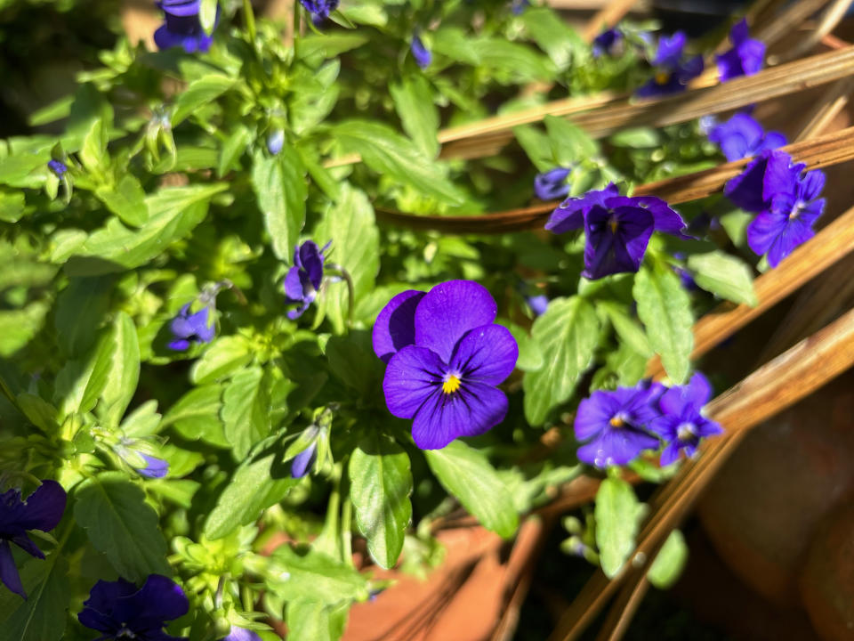 iPhone 15 Plus camera sample purple flower macro