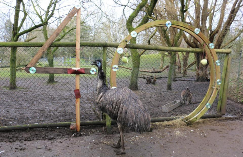 Lancashire Telegraph: Ollie came to Blackpool Zoo when he was a year old