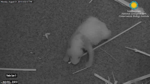 The Smithsonian's panda cam nabbed some coverage of Bei Bei when his mother, Mei Xiang (may-SHONG) set him down on the den floor on Aug. 31, when he was just 10 days old.